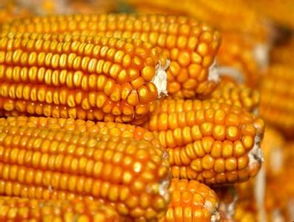 影响宁夏玉米种子价格的因素